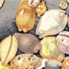 rudolf-kurz-eighteen-cowriescowries