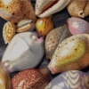 rudolf-kurz-nineteen-cowries