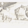 rudolf-kurz-coral-reef-drawing-three